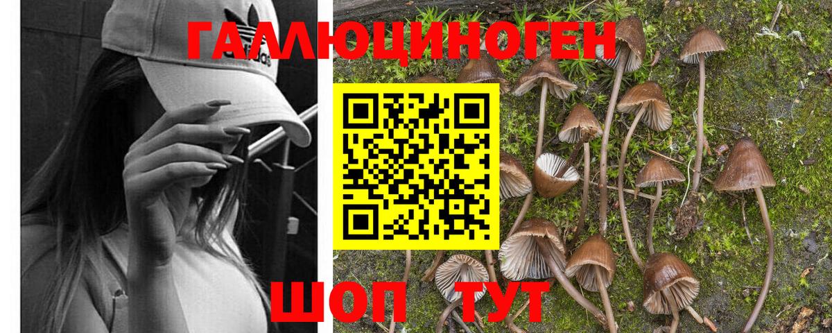 Псилоцибиновые грибы GOLDEN TEACHER Сафоново